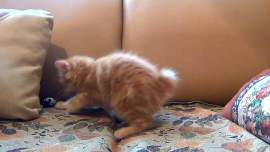 小猫在沙发上玩耍