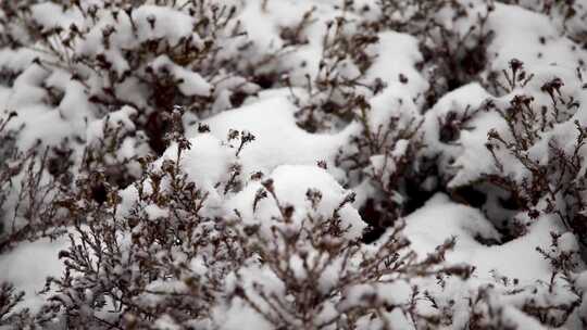 冬季雪花飘落到植物上的雪景视频素材模板下载