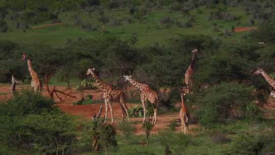 Giraffe，Safari，森林，肯尼