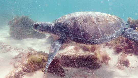 水摄游泳的海龟