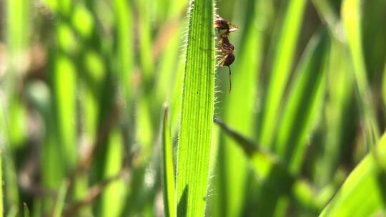 微距摄影 春天蚂蚁在草上爬视频素材模板下载