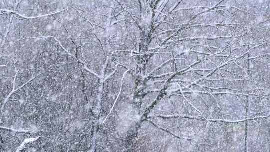 森林里大雪纷飞落满地视频素材模板下载