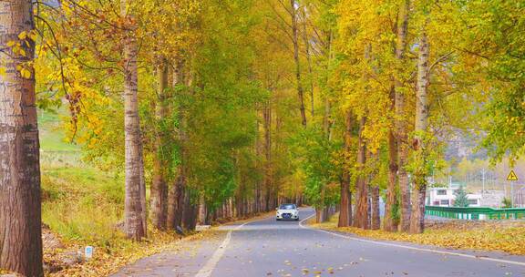 秋天树道公路行车唯美景色