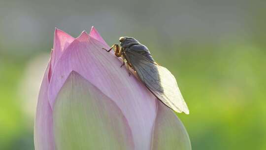 荷花上的蝉