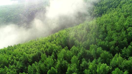 航拍雾漫绿色山林