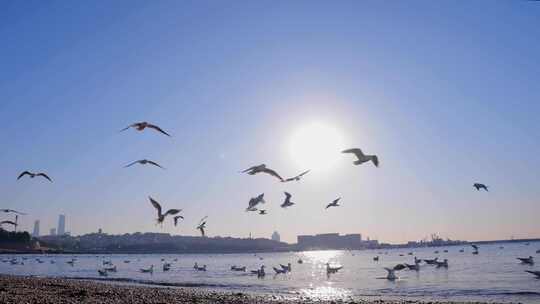 海边海鸥飞鸟飞翔视频素材模板下载