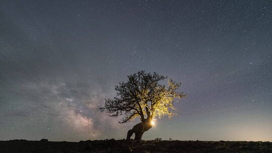 翁牛特旗草原神树星空延时