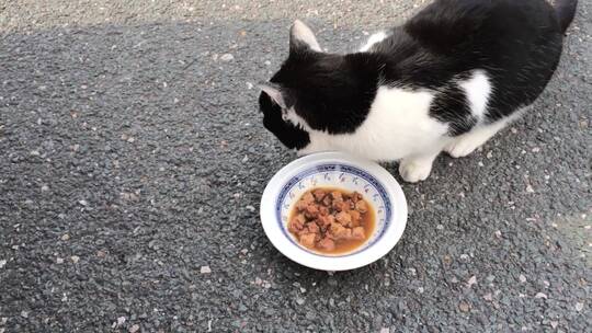 吃光食物的猫