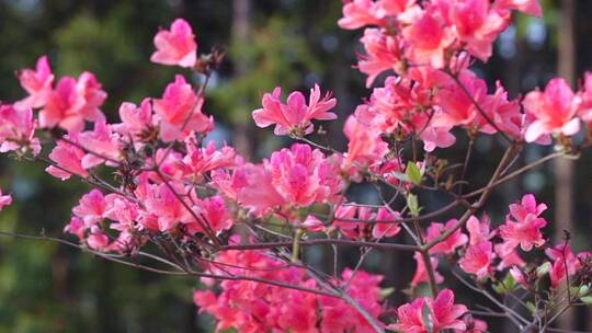 映山红（杜鹃花）