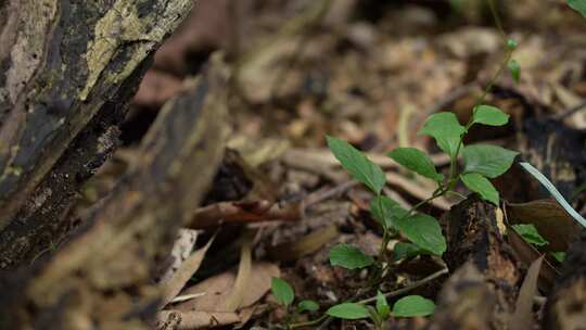 丛林中的老木头实拍