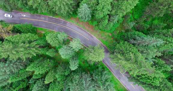 森林中的公路汽车航拍