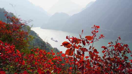 船舶航行在两岸红叶的长江三峡西陵峡