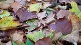 地面上的秋天落叶高清在线视频素材下载