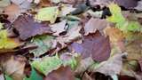 地面上的秋天落叶高清在线视频素材下载
