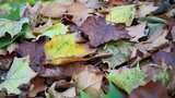 地面上的秋天落叶高清在线视频素材下载