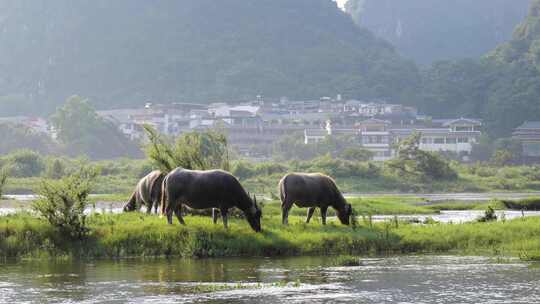 河边水牛吃草 养牛 放牛 牛吃草