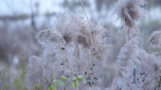 芦苇 湿地 芦苇田 植物 大片芦苇 芦苇地