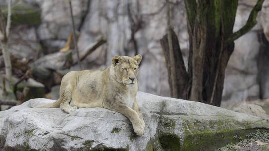 4K动物园里的母狮子视频素材模板下载