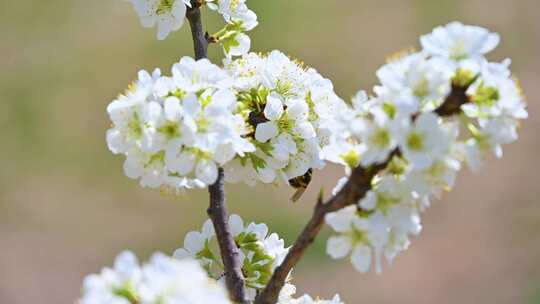 春天阳光下盛开的白色梨花蜜蜂采蜜