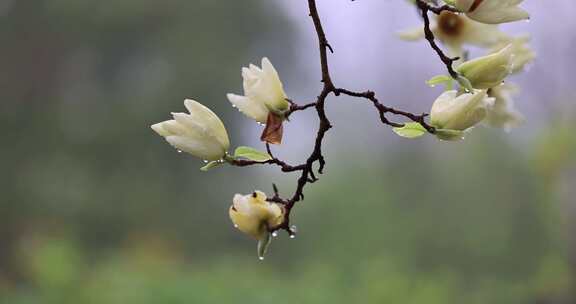 （合集）下雨天挂着雨滴的玉兰花白玉兰