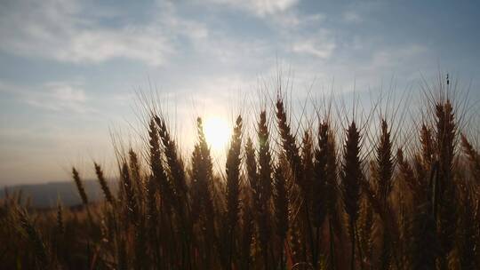 成熟小麦在日出天空背景视频素材模板下载