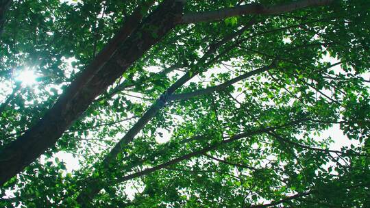 春风树叶发芽随风飘动-春天阳光穿过大树视频素材模板下载