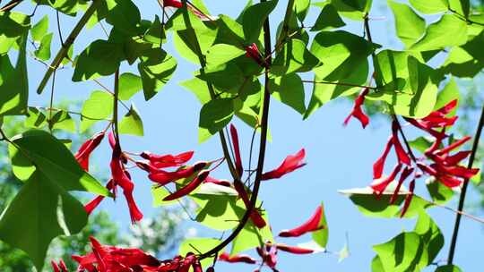 龙牙花牙花花朵花象牙红龙芽花