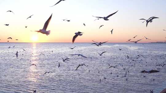 海鸥 海边 海平线 日出 群鸟 大海