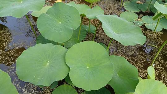 农村实拍植物