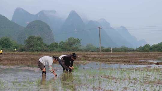 农民在水田中弯腰插秧的场景