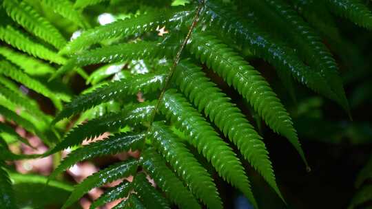 特写绿色蕨类植物叶片