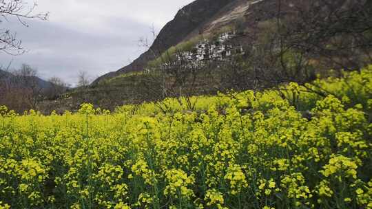 山坡上的油菜花