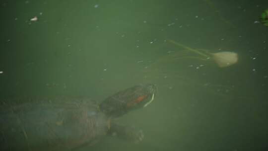水里的乌龟