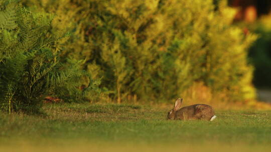 草地上的野兔