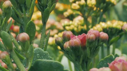 雨后的花朵花园水珠水滴浇水