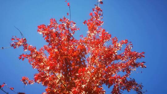 实拍秋天蓝天红色枫叶