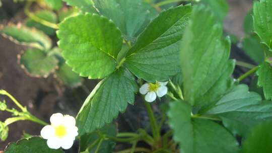 草莓花 草莓叶 草莓幼苗 草莓幼果 种植