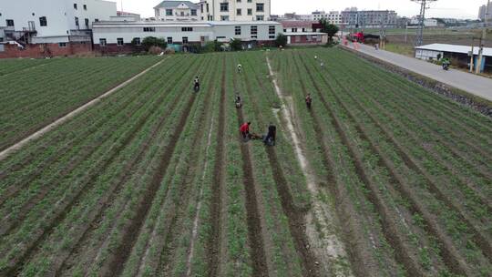 航拍种植西红柿4K实拍视频