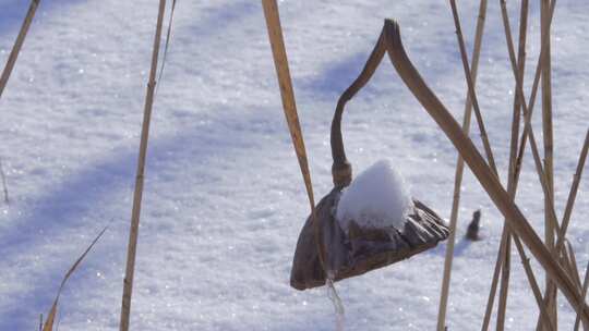 积雪覆盖枯萎植物的冬日景象