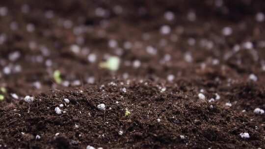 种子发芽从土壤中破土而出并长成幼苗