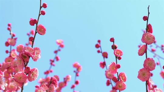 春季红色梅花景观
