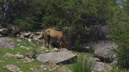 马在吉尔吉斯斯坦卡拉科尔峡谷的山上吃草