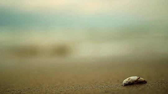 海滩与贝壳