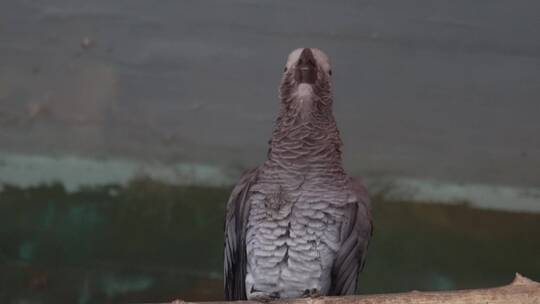 灰鹦鹉羽毛鸟喙鸟嘴眼睛保护动物