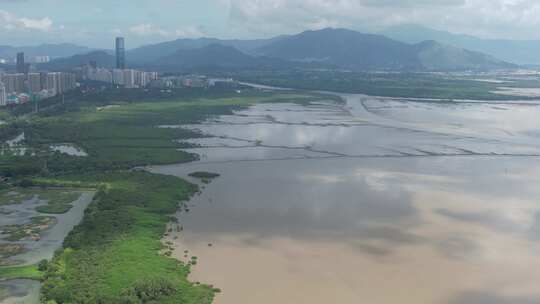 4K航拍深圳福田红树林湿地保护区