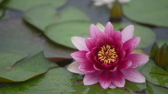 雨中水莲 莲花 睡莲 水莲高清在线视频素材下载