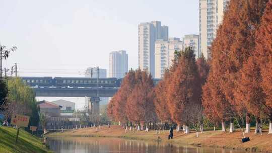 白天河边的城市高楼、铁路与水杉林