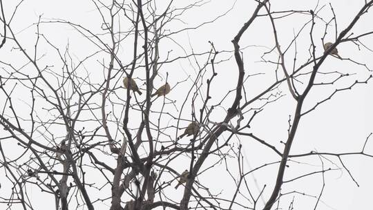 冬天树枝上的麻雀