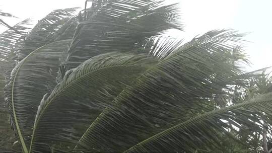大风吹着棕榈树