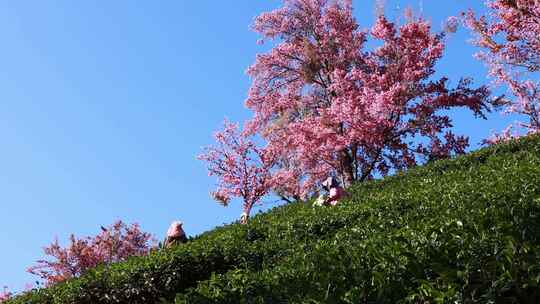 大理无量山樱花茶园劳作场景